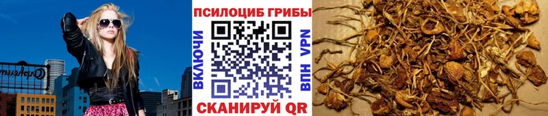 закладки  Курчалой  Галлюциногенные грибы мицелий 